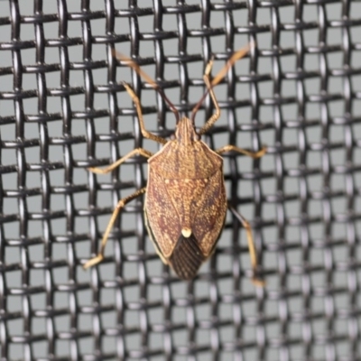 Poecilometis strigatus (Gum Tree Shield Bug) at Higgins, ACT - 14 Oct 2020 by Alison Milton