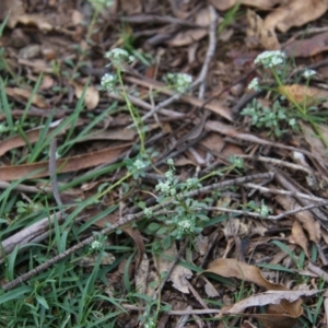 Poranthera microphylla at Mongarlowe, NSW - 13 Oct 2020