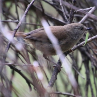 Sericornis frontalis (White-browed Scrubwren) at Mongarlowe River - 13 Oct 2020 by LisaH