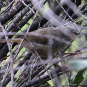 Sericornis frontalis at Mongarlowe, NSW - 13 Oct 2020