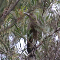 Strepera versicolor (Grey Currawong) at Mongarlowe River - 13 Oct 2020 by LisaH