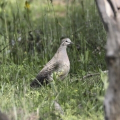 Phaps chalcoptera (Common Bronzewing) at Majura, ACT - 12 Oct 2020 by AlisonMilton