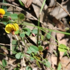 Bossiaea prostrata (Creeping Bossiaea) at Mongarlowe River - 13 Oct 2020 by LisaH