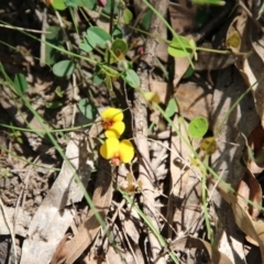 Bossiaea prostrata at Mongarlowe, NSW - 13 Oct 2020