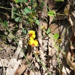 Bossiaea prostrata at Mongarlowe, NSW - 13 Oct 2020