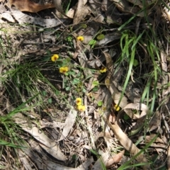 Bossiaea prostrata at Mongarlowe, NSW - 13 Oct 2020