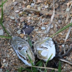 Hydromys chrysogaster at Mongarlowe, NSW - suppressed