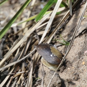 Hydromys chrysogaster at Mongarlowe, NSW - suppressed