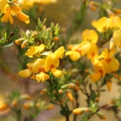 Pultenaea altissima (Tall Bush-pea) at Mongarlowe, NSW - 13 Oct 2020 by LisaH