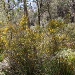 Pultenaea altissima at Mongarlowe, NSW - 13 Oct 2020