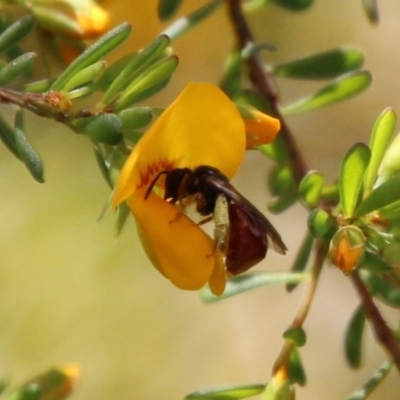 Exoneura sp. (genus) (A reed bee) at Mongarlowe River - 13 Oct 2020 by LisaH