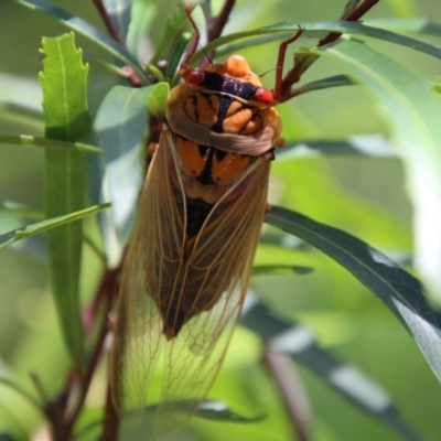 Cyclochila australasiae (Greengrocer, Yellow Monday, Masked devil) at Mongarlowe River - 13 Oct 2020 by LisaH