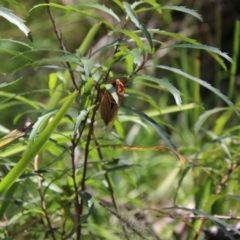 Cyclochila australasiae at Mongarlowe, NSW - 13 Oct 2020