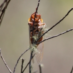 Cyclochila australasiae at Mongarlowe, NSW - 13 Oct 2020