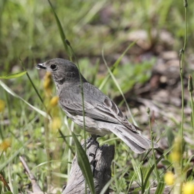 Pachycephala rufiventris (Rufous Whistler) at Majura, ACT - 12 Oct 2020 by Alison Milton