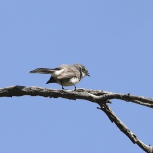 Rhipidura albiscapa at Majura, ACT - 12 Oct 2020