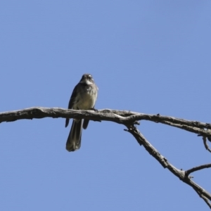 Rhipidura albiscapa at Majura, ACT - 12 Oct 2020