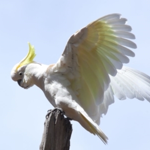 Cacatua galerita at Acton, ACT - 11 Oct 2020 11:31 AM