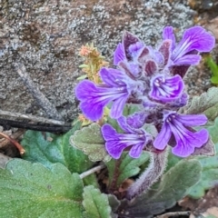 Ajuga australis (Austral Bugle) at Sutton, NSW - 14 Oct 2020 by Talie