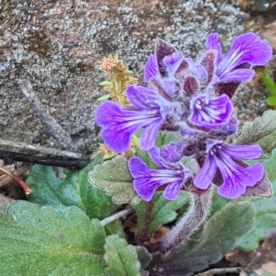 Ajuga australis (Austral Bugle) at Sutton, NSW - 14 Oct 2020 by Talie