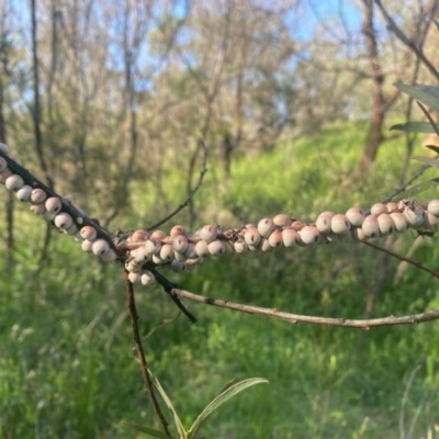 Cryptes baccatus (Wattle Tick Scale) at Theodore, ACT - 14 Oct 2020 by Shazw