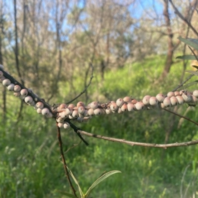 Cryptes baccatus (Wattle Tick Scale) at Melrose - 13 Oct 2020 by Shazw