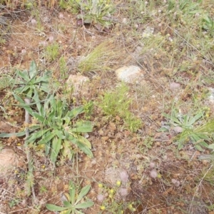 Vittadinia muelleri at Calwell, ACT - 14 Oct 2020