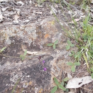 Glycine tabacina at Calwell, ACT - 14 Oct 2020 12:50 PM