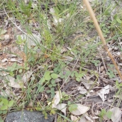 Glycine tabacina at Calwell, ACT - 14 Oct 2020