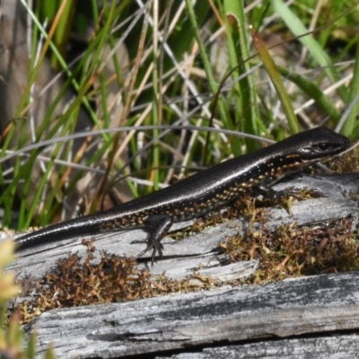 Eulamprus tympanum (Southern Water Skink) at Cotter River, ACT - 11 Oct 2020 by BrianLR