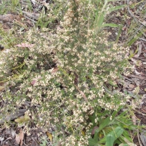 Cryptandra amara at Calwell, ACT - 14 Oct 2020