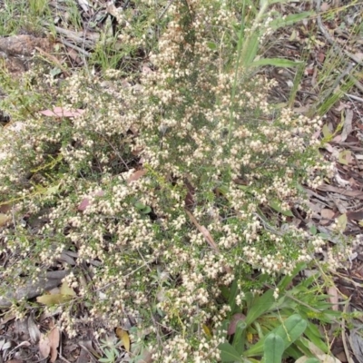 Cryptandra amara (Bitter Cryptandra) at Calwell, ACT - 14 Oct 2020 by jamesjonklaas