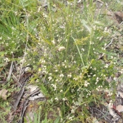 Cryptandra amara at Calwell, ACT - 14 Oct 2020