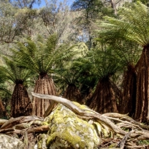 Dicksonia antarctica at Jinden, NSW - suppressed