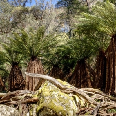 Dicksonia antarctica (Soft Treefern) at Jinden, NSW - 10 Oct 2020 by trevsci