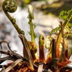 Dicksonia antarctica at Jinden, NSW - suppressed