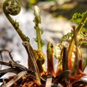 Dicksonia antarctica at Jinden, NSW - suppressed