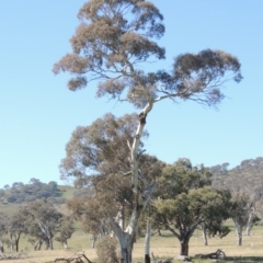 Eucalyptus melliodora (Yellow Box) at Gordon, ACT - 25 Aug 2020 by michaelb