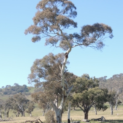 Eucalyptus melliodora (Yellow Box) at Banks, ACT - 25 Aug 2020 by MichaelBedingfield