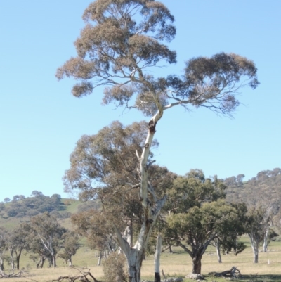 Eucalyptus melliodora (Yellow Box) at Banks, ACT - 25 Aug 2020 by michaelb