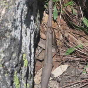 Pseudemoia entrecasteauxii at Cotter River, ACT - 11 Oct 2020