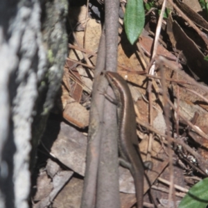 Pseudemoia entrecasteauxii at Cotter River, ACT - 11 Oct 2020