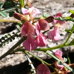 Indigofera adesmiifolia at Campbell, ACT - 15 Oct 2020 08:53 AM