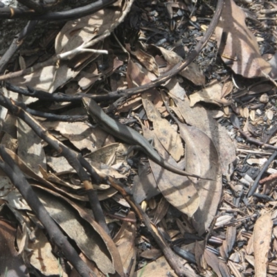 Pseudemoia entrecasteauxii (Woodland Tussock-skink) at Cotter River, ACT - 11 Oct 2020 by Tapirlord