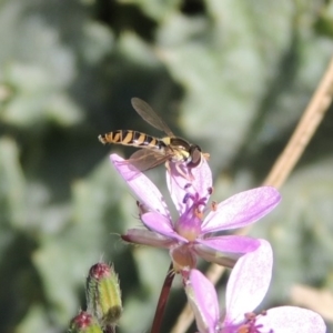 Simosyrphus grandicornis at Gordon, ACT - 14 Sep 2020