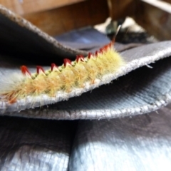 Trichiocercus sparshalli (Sparshall's Moth) at Tathra, NSW - 15 Oct 2020 by TathraPreschool