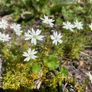 Stellaria pungens at Theodore, ACT - 14 Oct 2020 12:46 PM