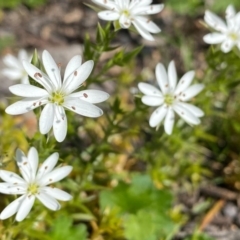 Stellaria pungens at Theodore, ACT - 14 Oct 2020 12:46 PM