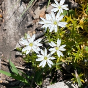 Stellaria pungens at Theodore, ACT - 14 Oct 2020 12:46 PM