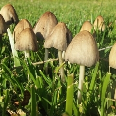 Coprinellus etc. (An Inkcap) at Bawley Point, NSW - 14 Oct 2020 by GLemann